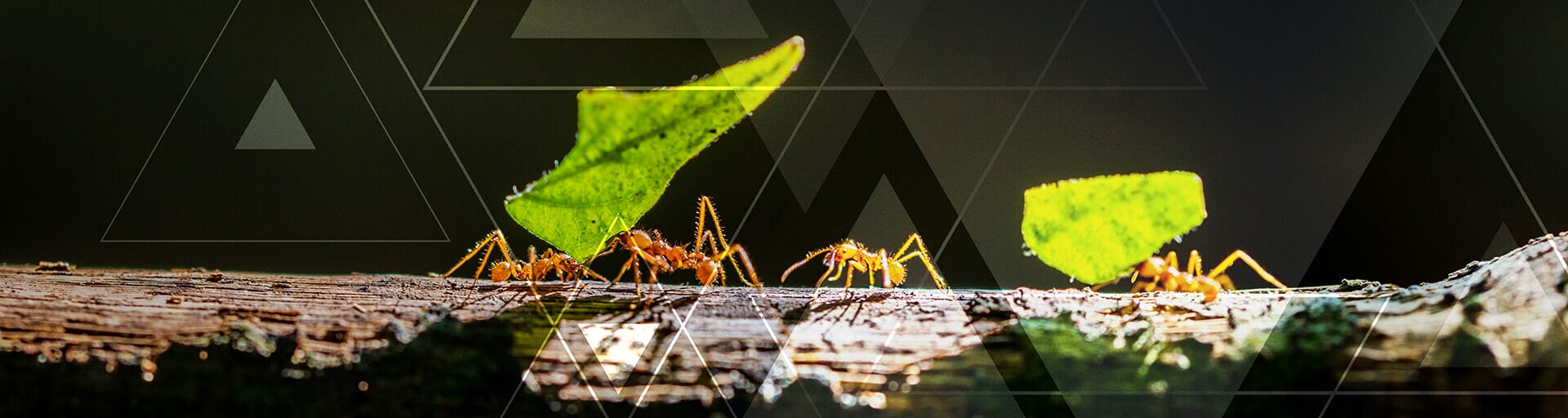 Ants from close that are caring leaves