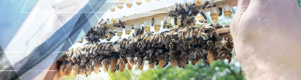 Bees with blurred background