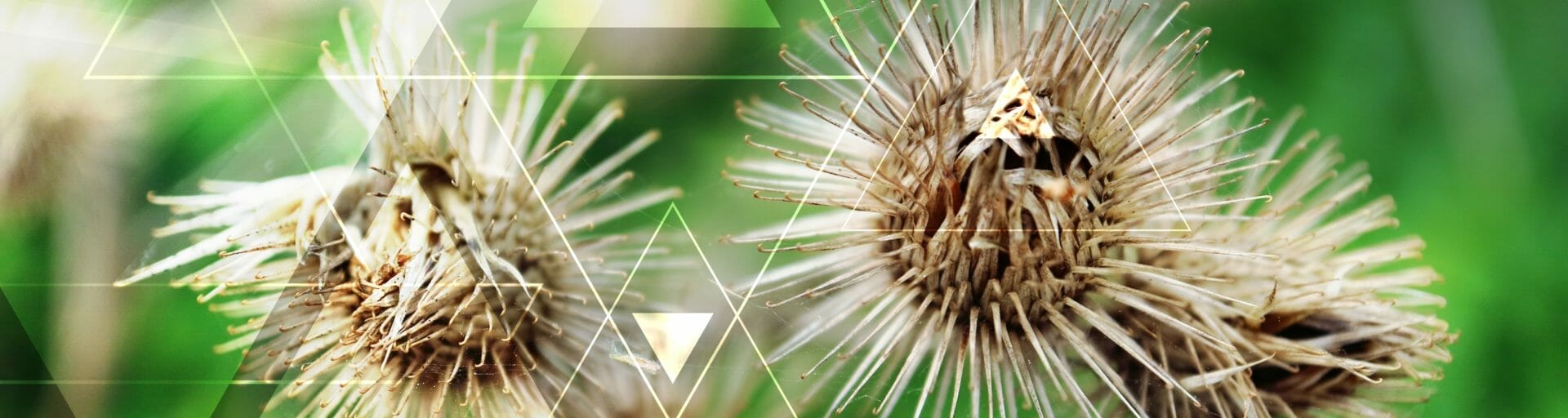 Grey spiky plants with a blurred background