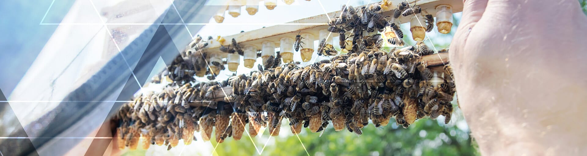 Someone is holding a beehives while bees are around it