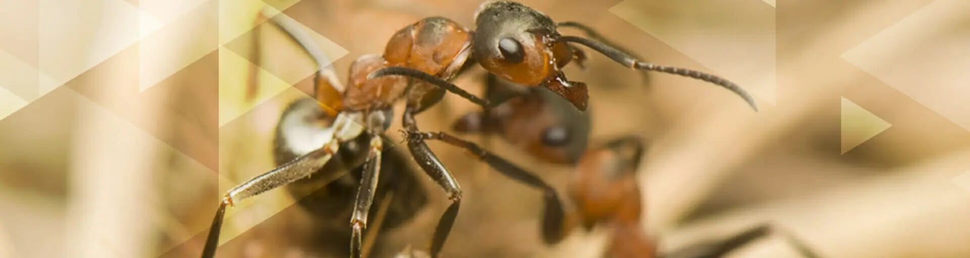 A picture of an ant very close
