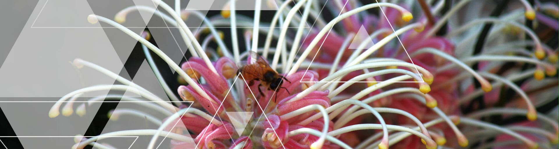 A bee on a white and pink flower