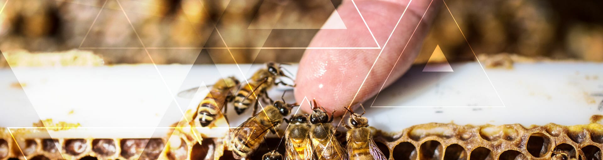 Arizona State University researchers' work with bees is being applied to human health and human behavior.